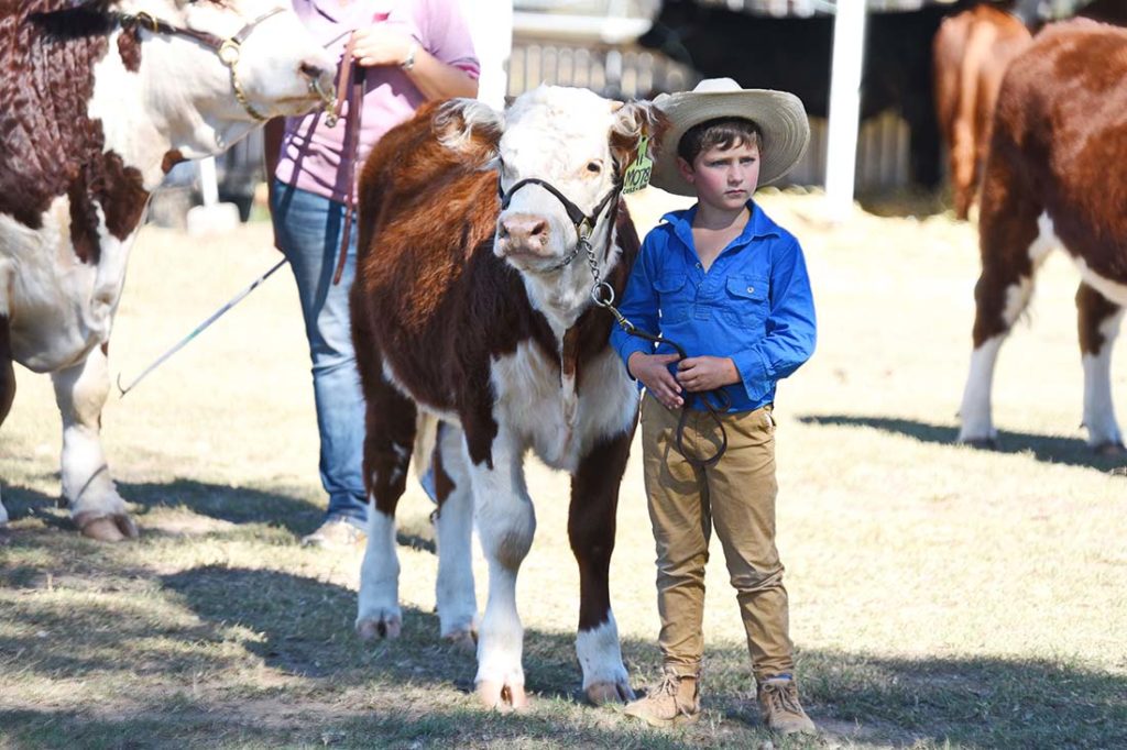 Harry and his heifer Wallan Creek Grace at the Miles Show, May 2017 Image: Coulton’s Country 