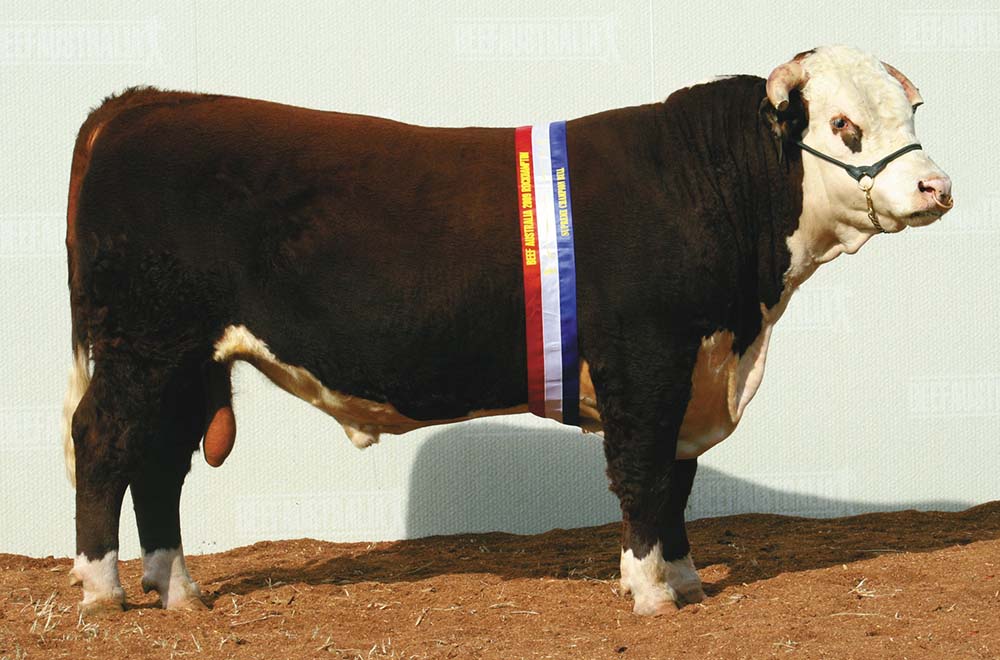 Junior & Grand Champion Hereford Bull, Grand Champion Interbreed Bull at Beef 2009 - Wallan Creek Dimbulah C261 (17 months)
