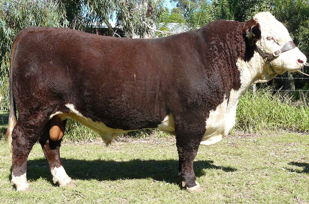 Senior & Grand Champion Bull, Beef 2012 -Wallan Creek Haymaker E234