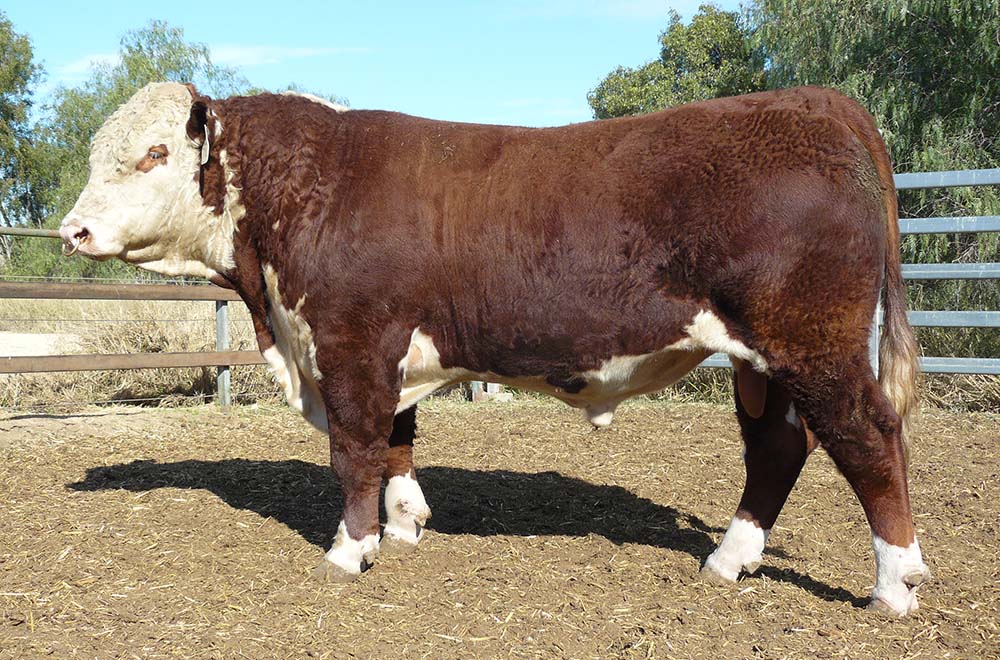 Reserve Junior Champion Hereford Bull at Beef 2015 - Wallan Creek Rambo J241